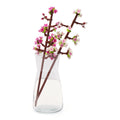 Cherry Blossoms